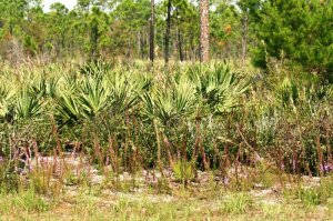 This is sand. Ride it!