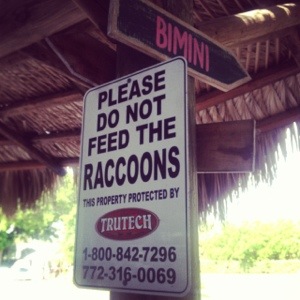 raccoon-sign-dave-masterson