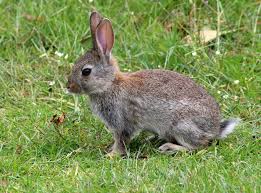 rabbit