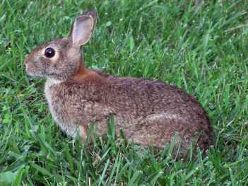 Rabbit_in_spring_grass